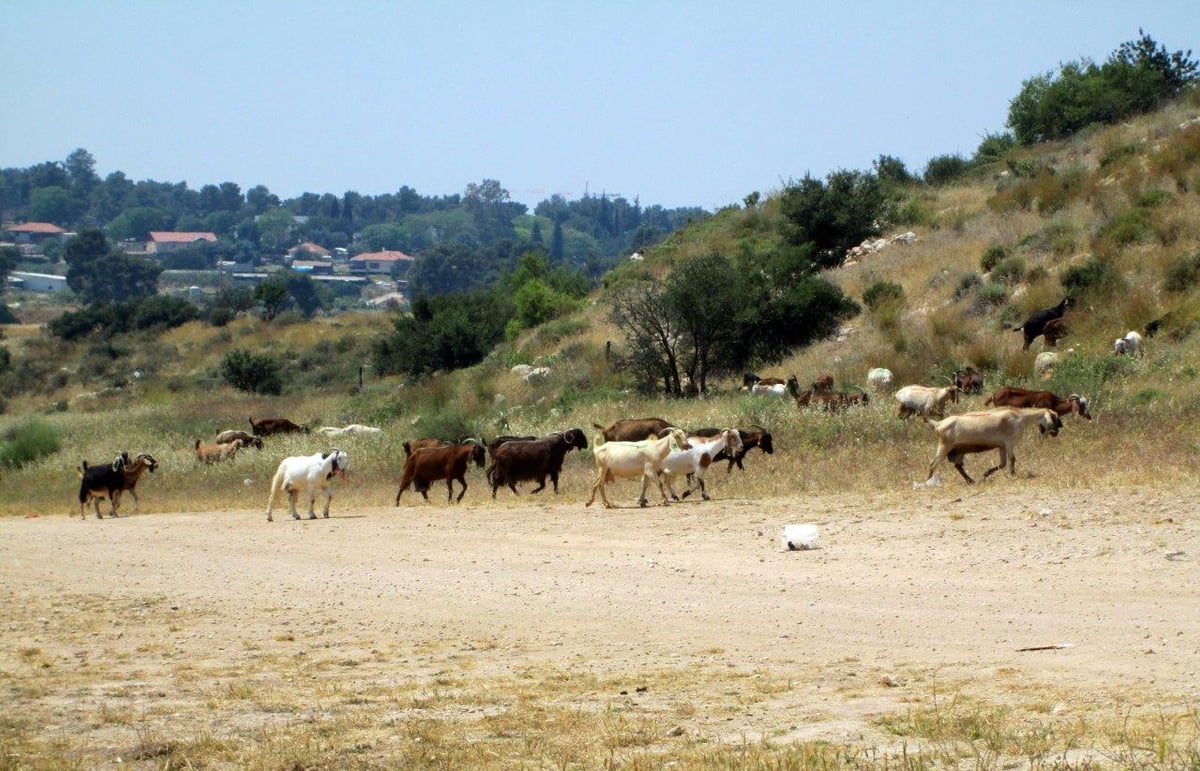 טיול דרך עדשת המצלמה לשפלת יהודה