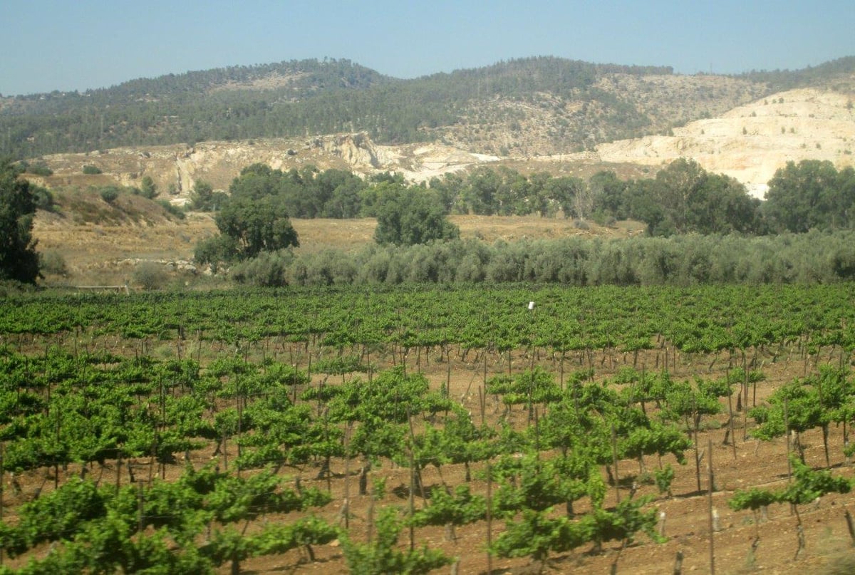 טיול דרך עדשת המצלמה להרי יהודה