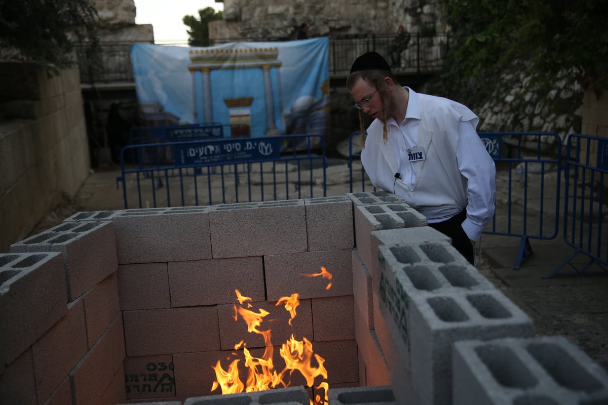 תיעוד מיוחד: כך הוקרב קרבן פסח • גלריה