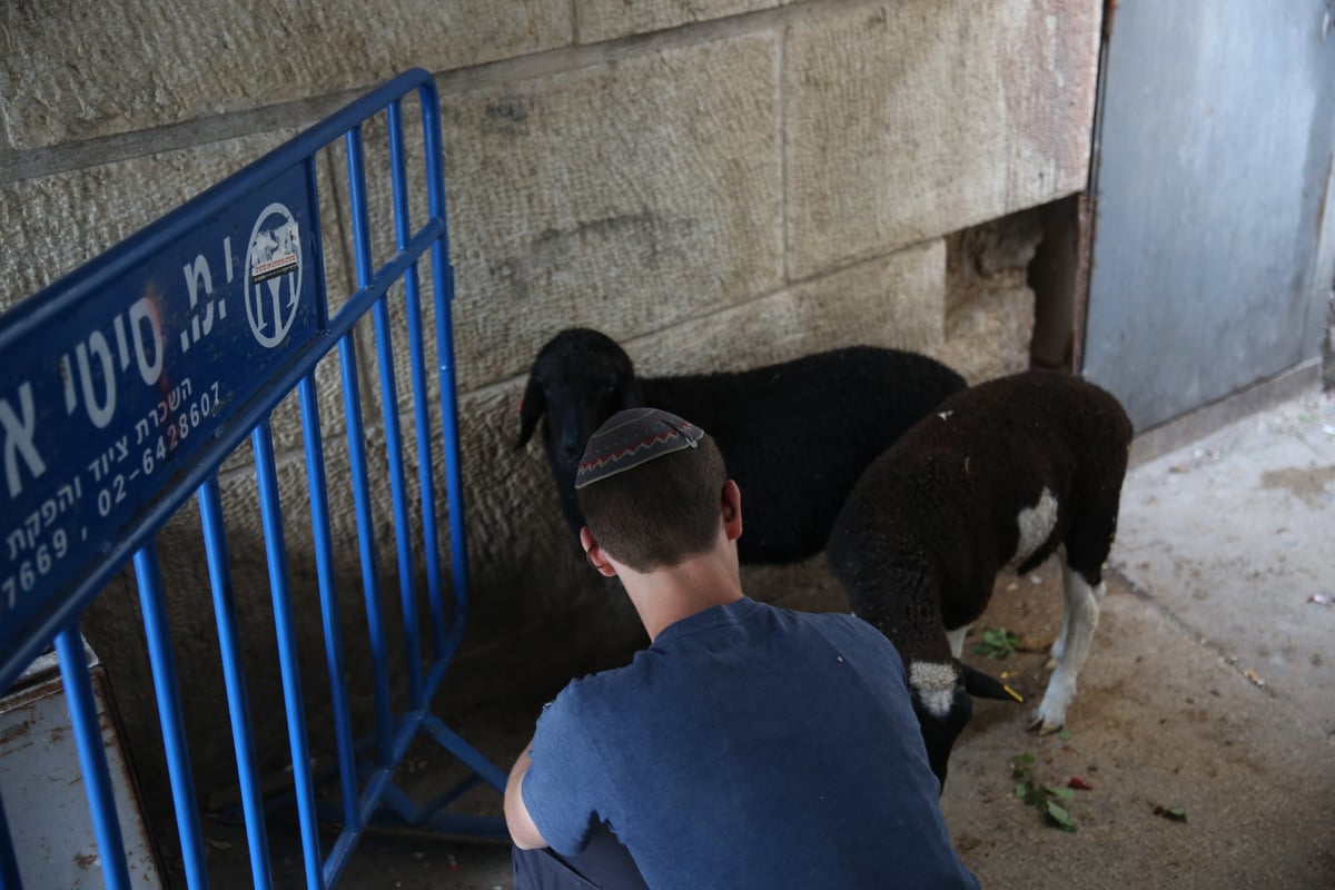 תיעוד מיוחד: כך הוקרב קרבן פסח • גלריה