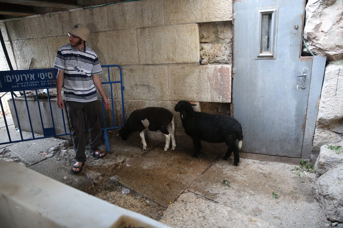 תיעוד מיוחד: כך הוקרב קרבן פסח • גלריה