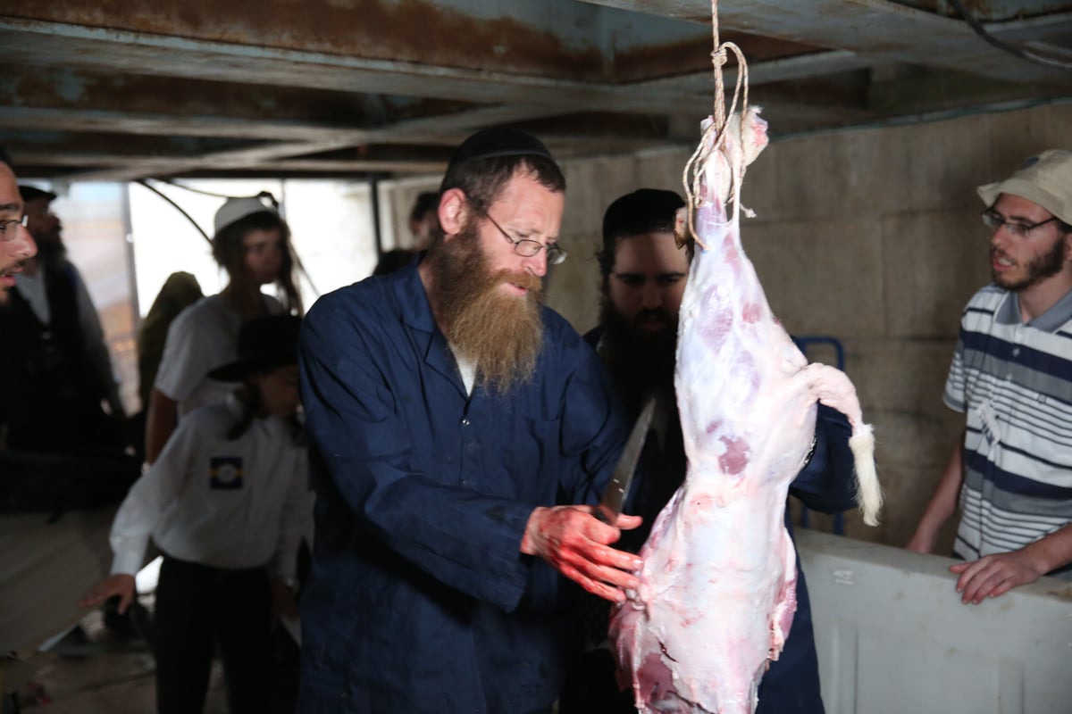 תיעוד מיוחד: כך הוקרב קרבן פסח • גלריה