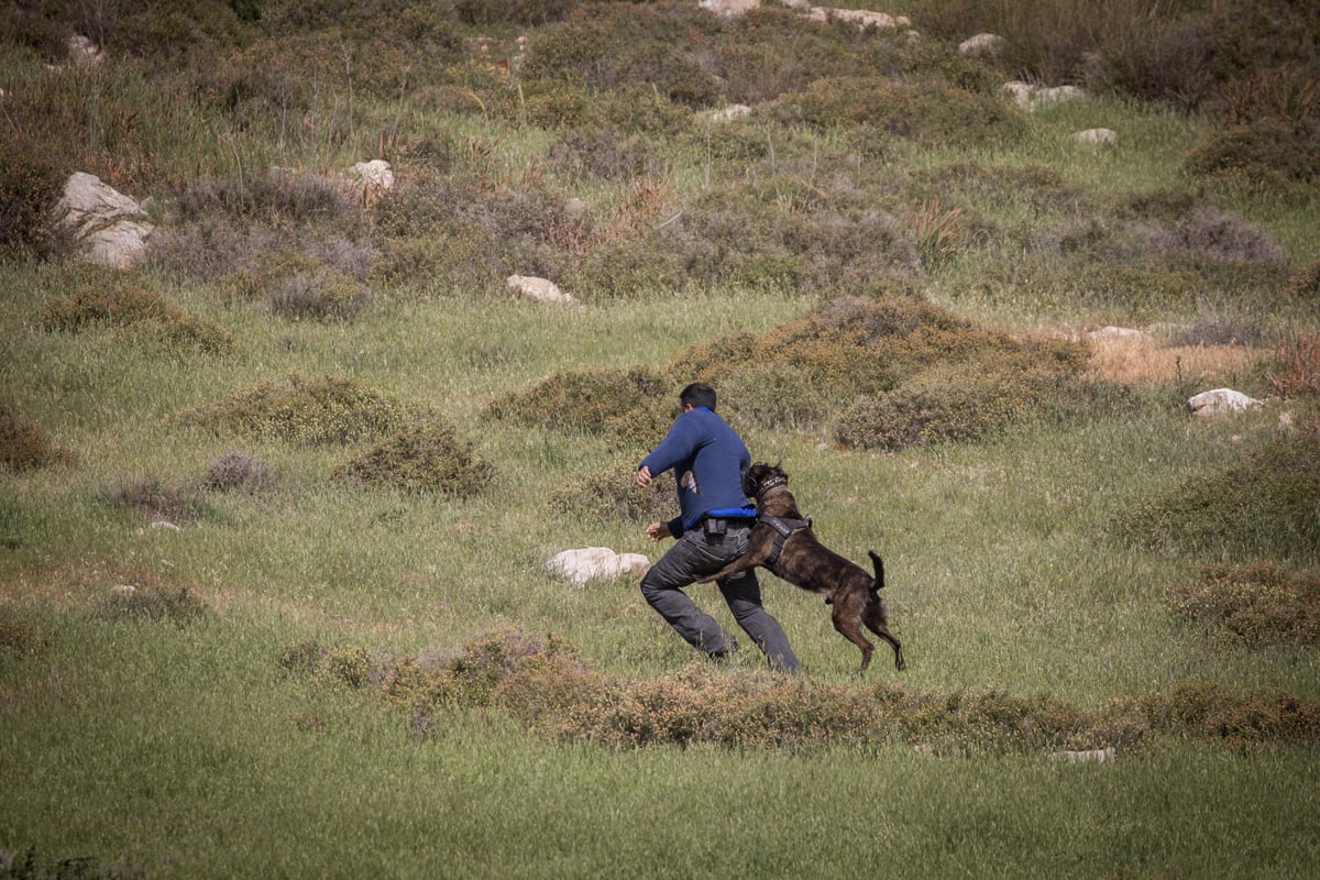 "פלסטיני" חדר לישראל ונלכד • צפו בתיעוד