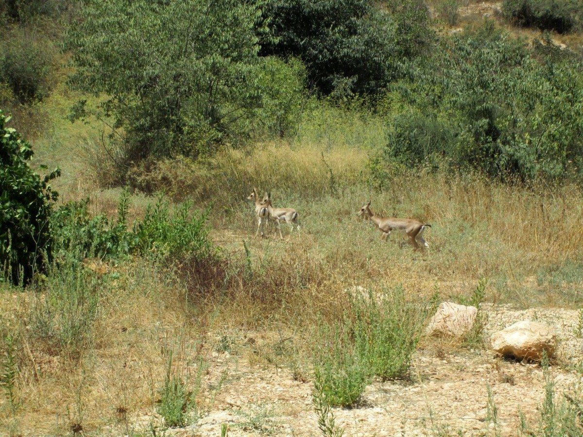 רגע לפני החג: טיול לנופיה של ירושלים