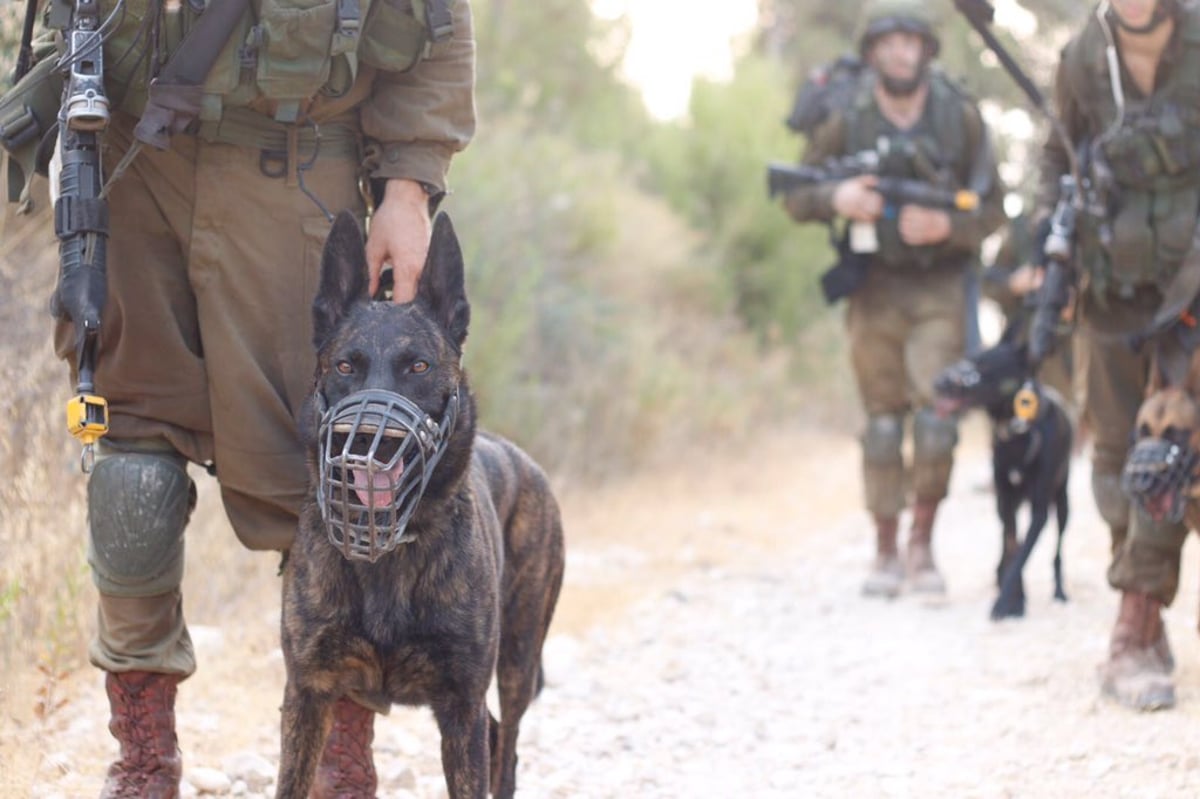 צה"ל: "המתפרעים יטופלו בידי כלבי תקיפה"