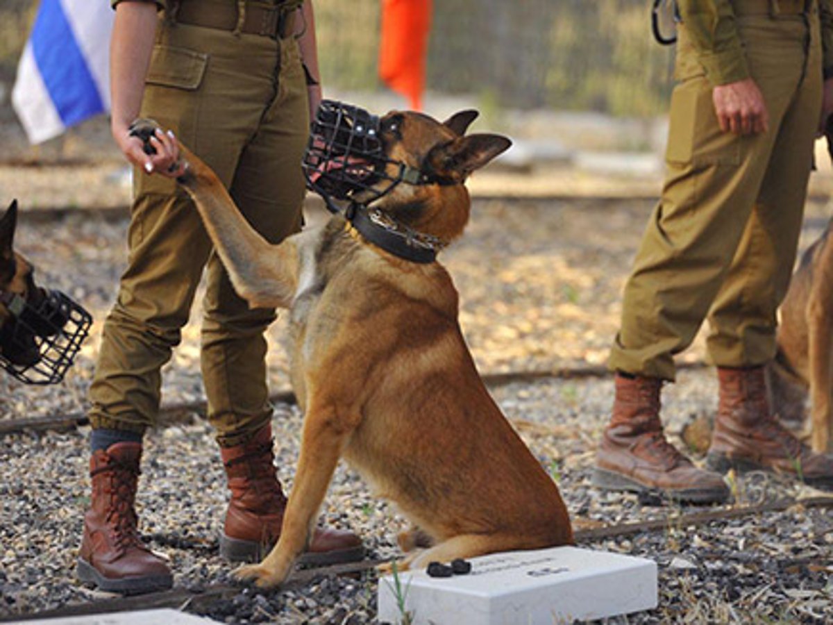 לוחמי 'עוקץ' העלו זיכרונות מול קברי הכלבים