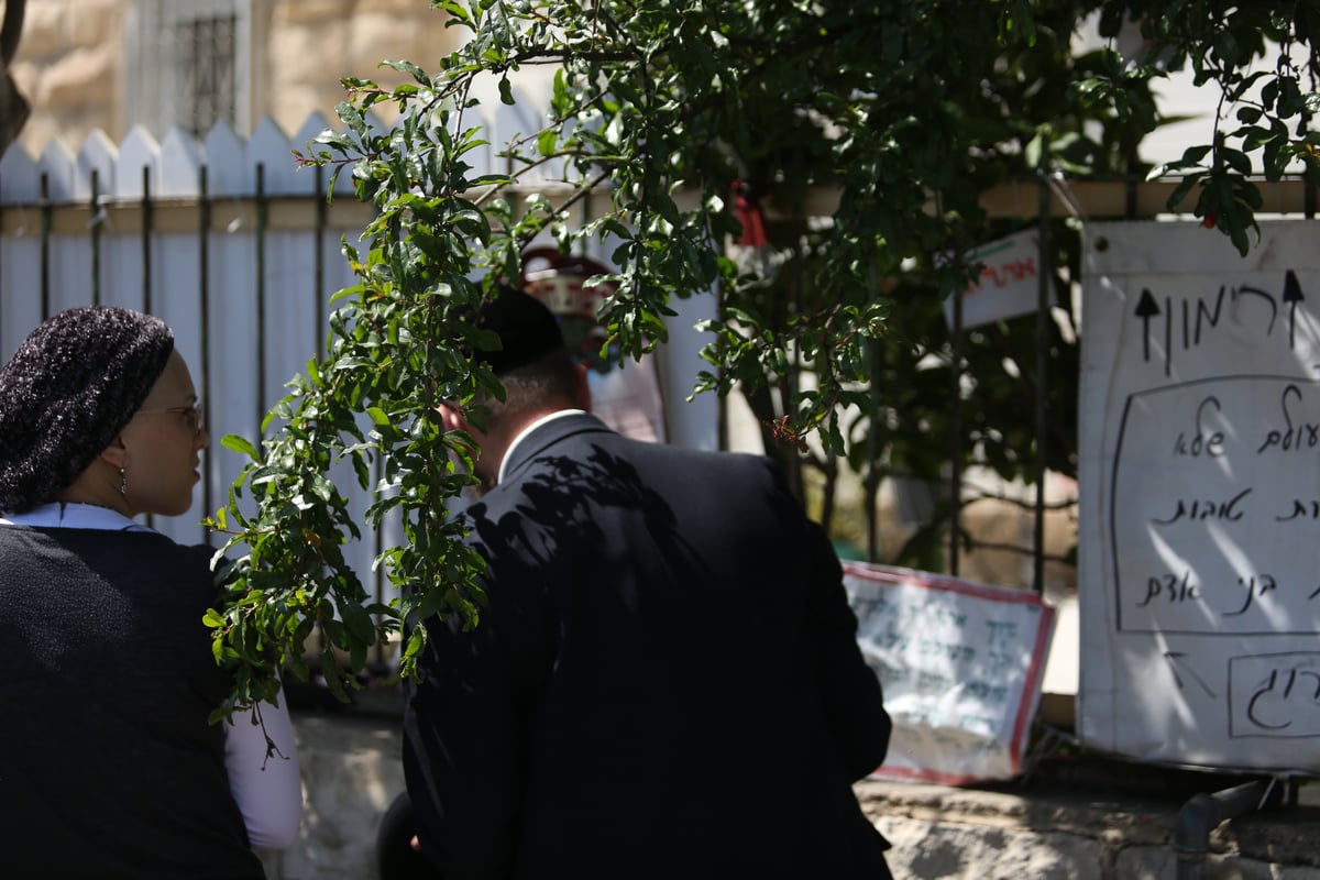 הספקתם לברך על האילנות? הם כבר בירכו