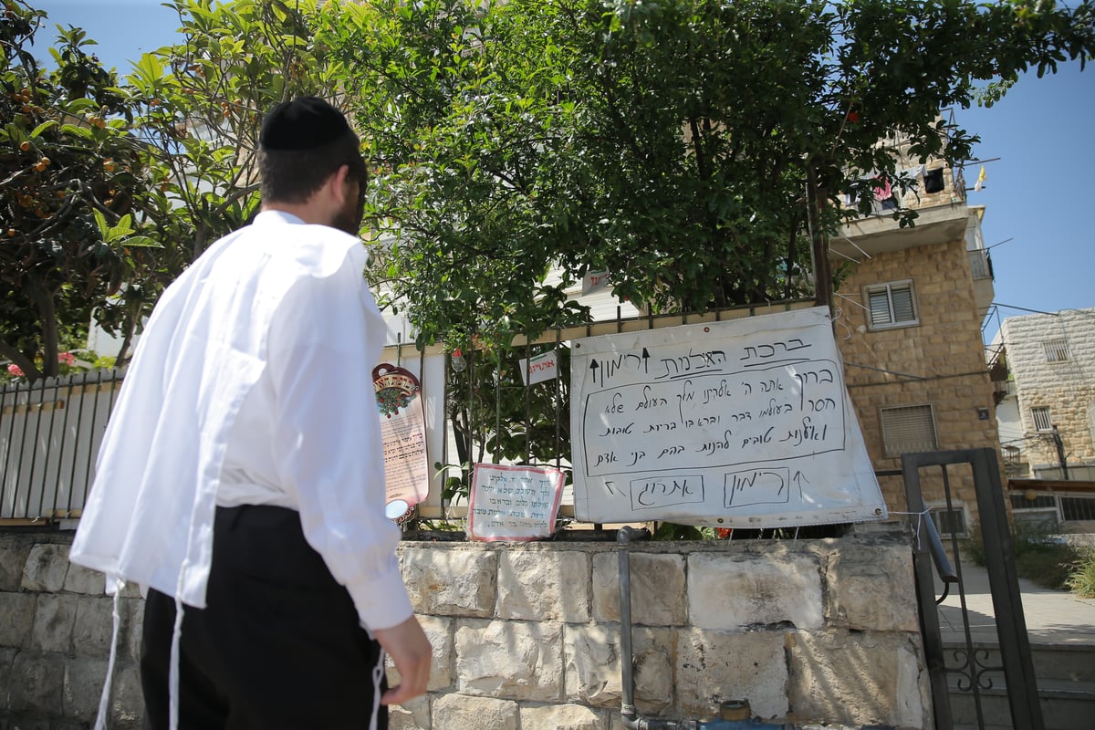 הספקתם לברך על האילנות? הם כבר בירכו