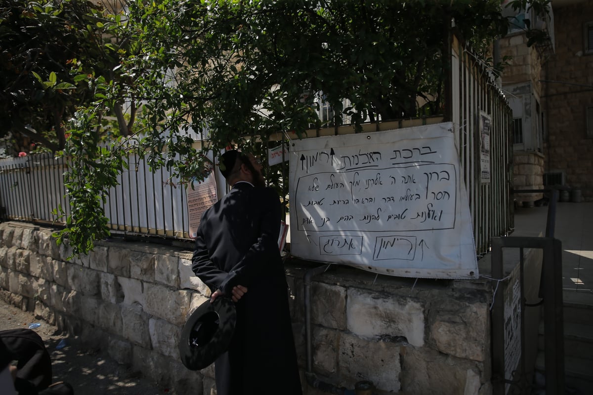 הספקתם לברך על האילנות? הם כבר בירכו