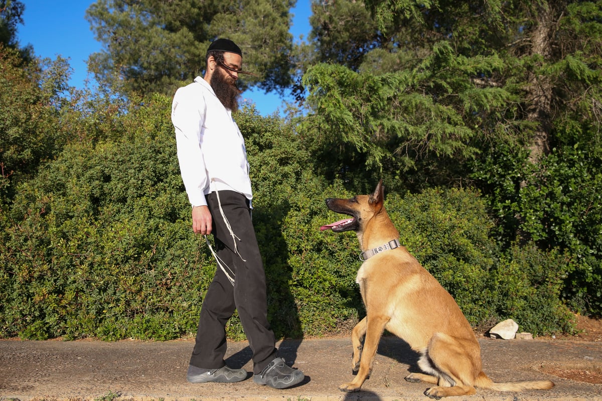 החרדי שמתאמן עם כלב רועה בלגי • גלריה