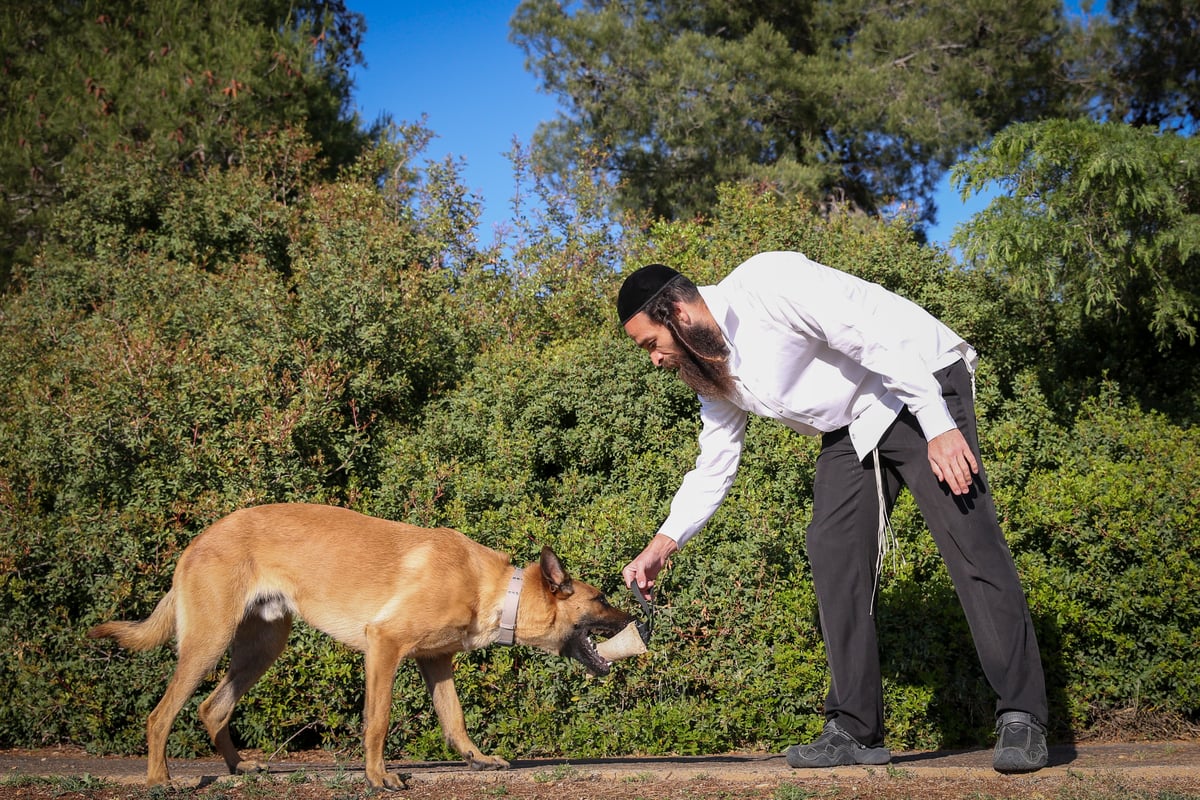 החרדי שמתאמן עם כלב רועה בלגי • גלריה