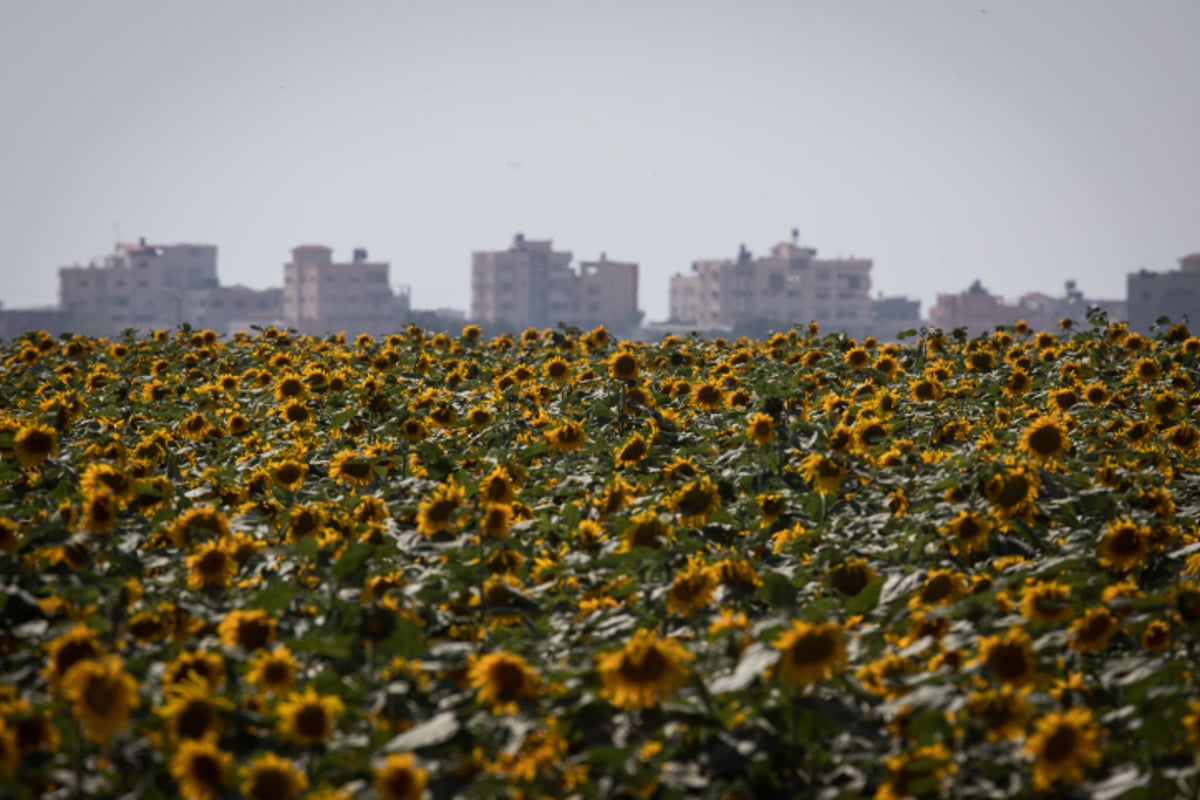 שדה חמניות בגבול ישראל ועזה
