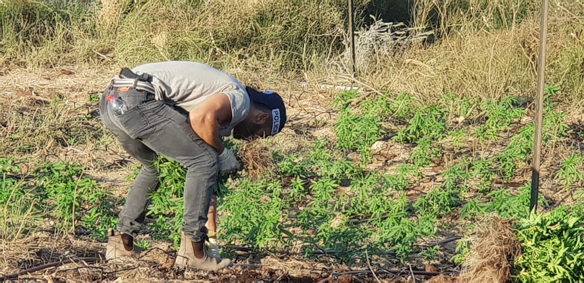 חממת המירחואנה נתגלתה מלאה ציוד גנוב