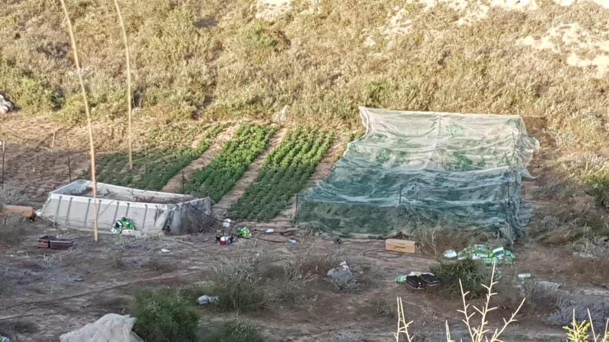 חממת המירחואנה נתגלתה מלאה ציוד גנוב