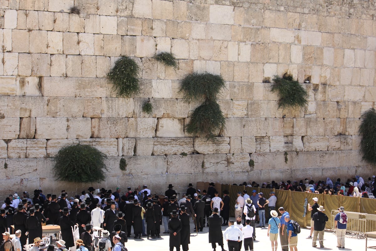 לפני הר הזיתים: האדמו"ר מגור התפלל בכותל המערבי