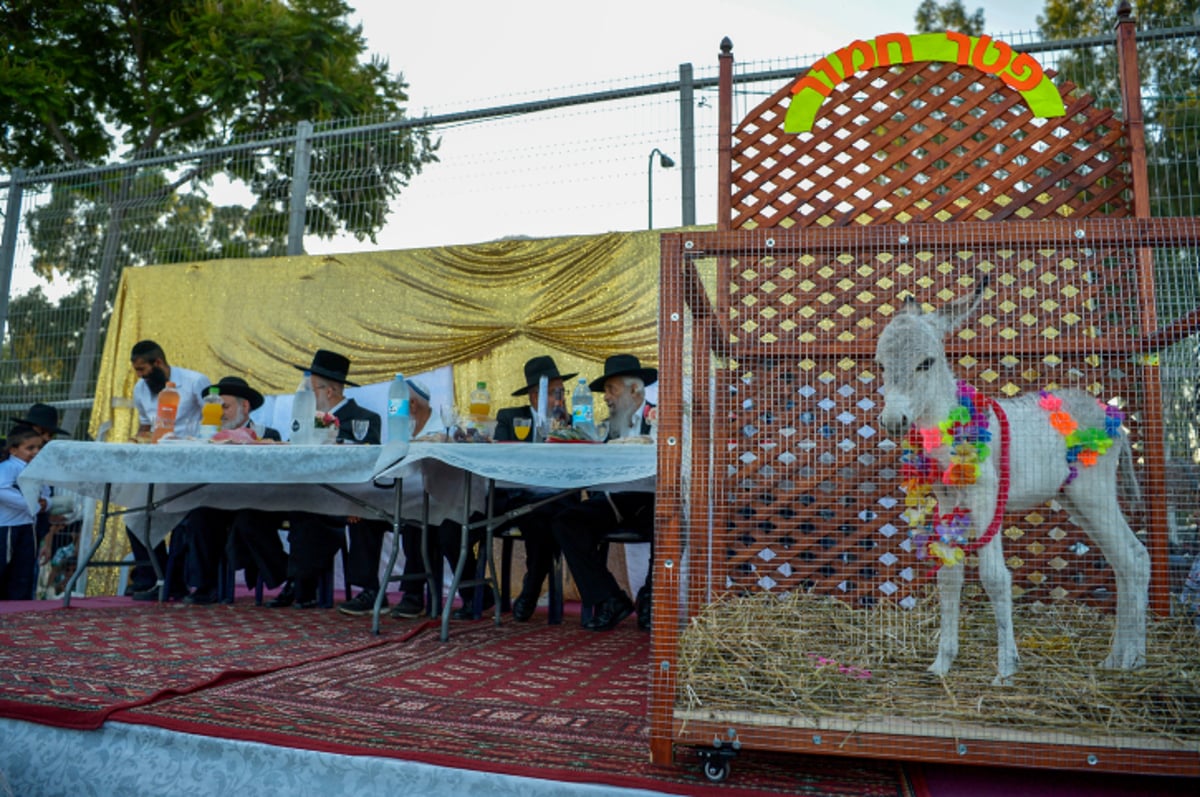 מצווה נדירה: פטר חמור במושב אחיעזר