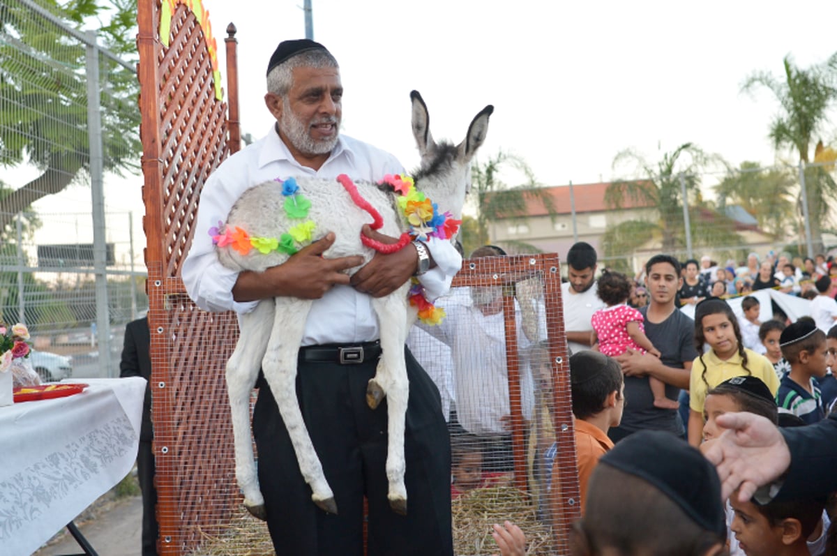 מצווה נדירה: פטר חמור במושב אחיעזר