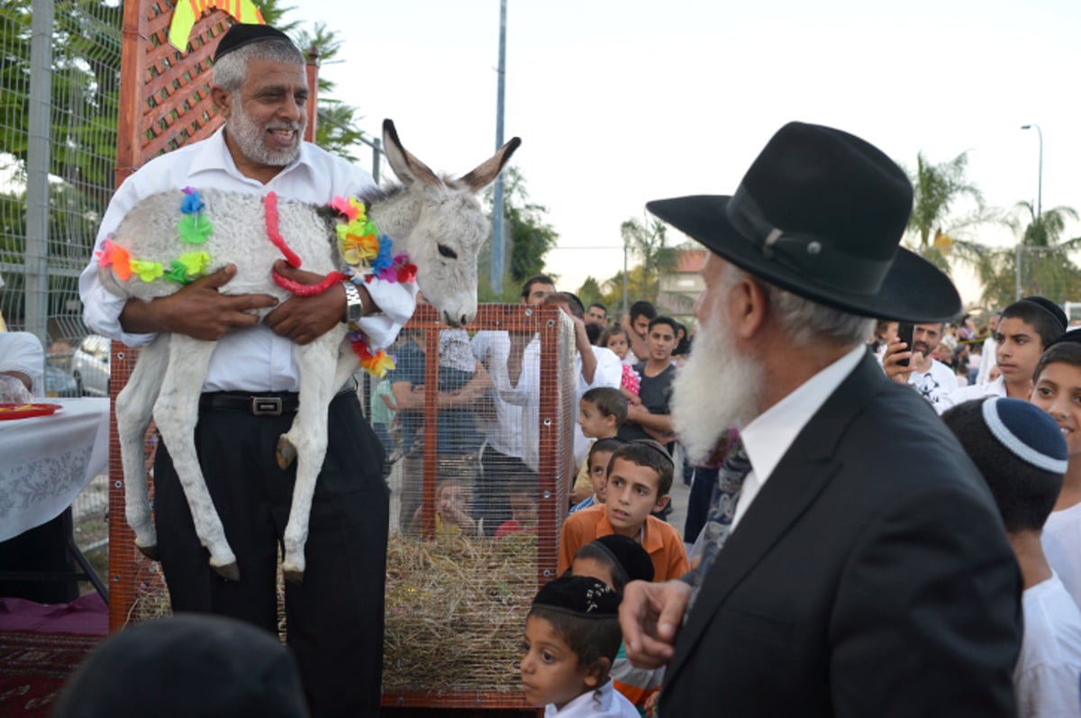 מצווה נדירה: פטר חמור במושב אחיעזר