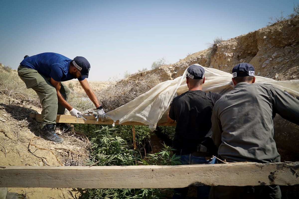 בלשי מג"ב חשפו חממת מריחואנה • תיעוד