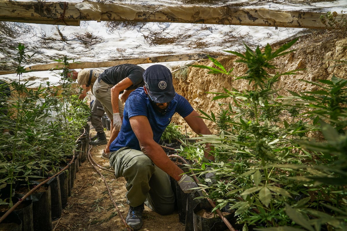 בלשי מג"ב חשפו חממת מריחואנה • תיעוד