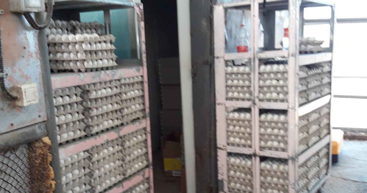 כ-3,000 ביצים שנחשפו להדברה הושמדו
