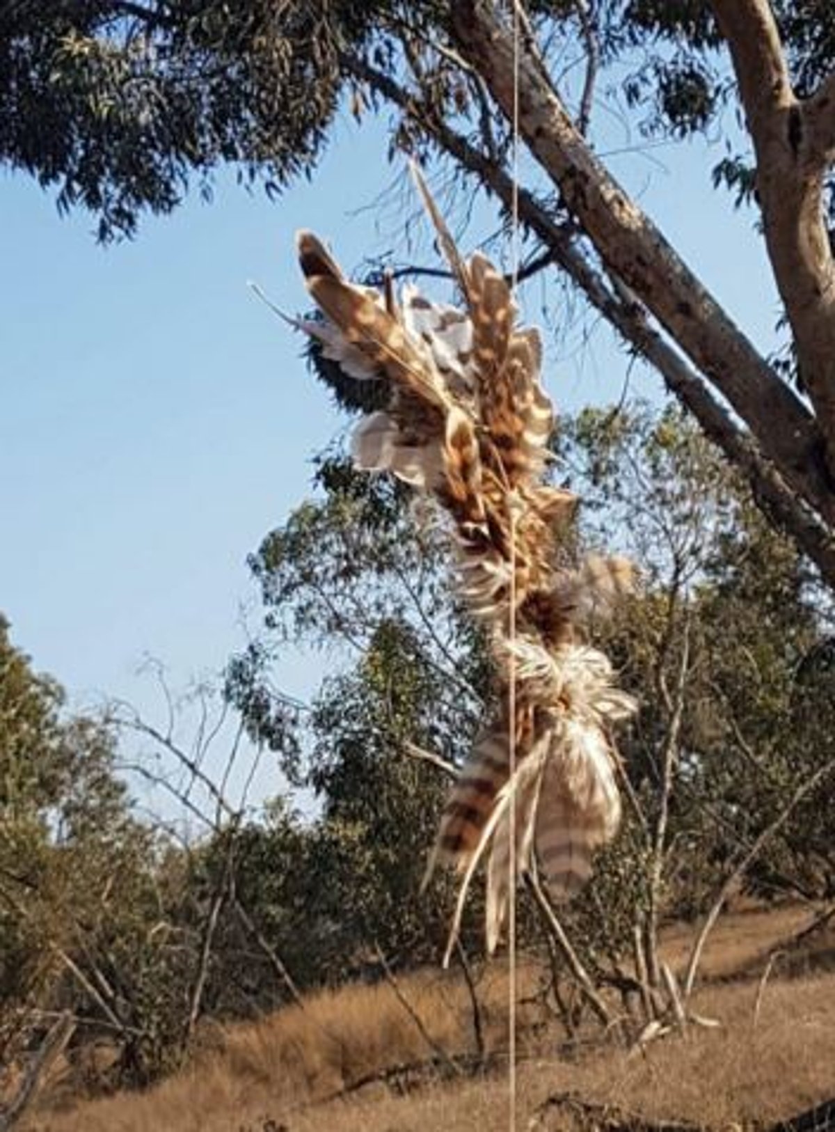 אין גבול לאכזריות:  בז תבערה בעוטף עזה