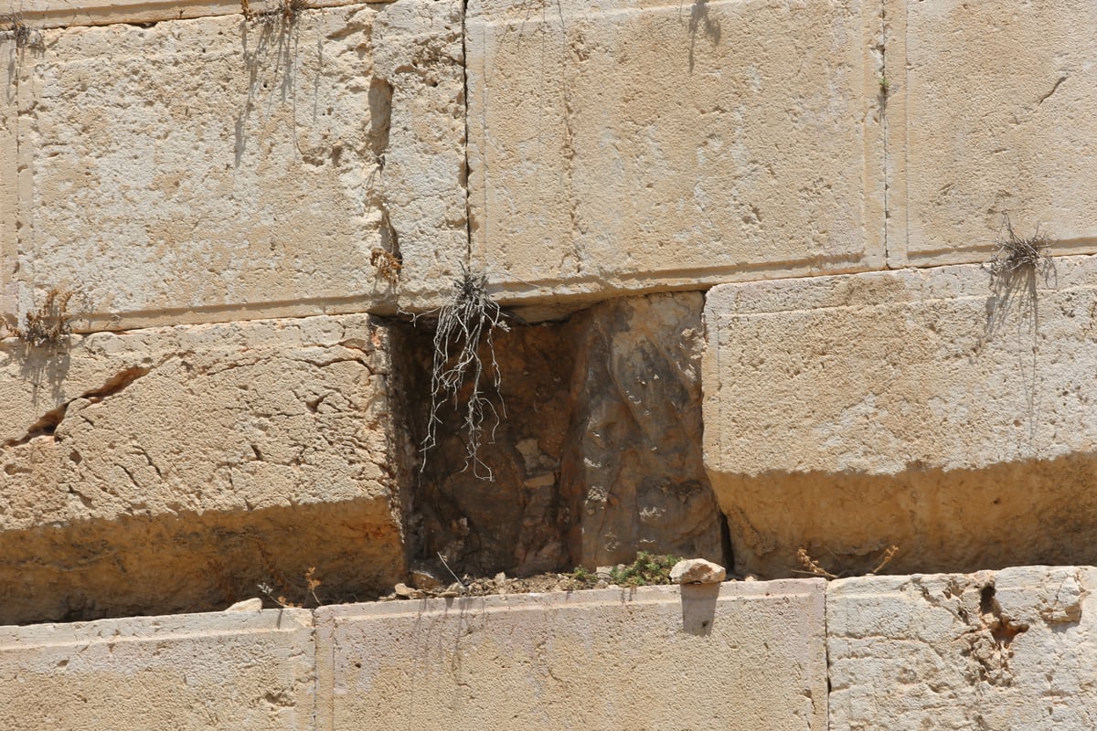 נפילת הסלע הענק בכותל: מתפללת ניצלה