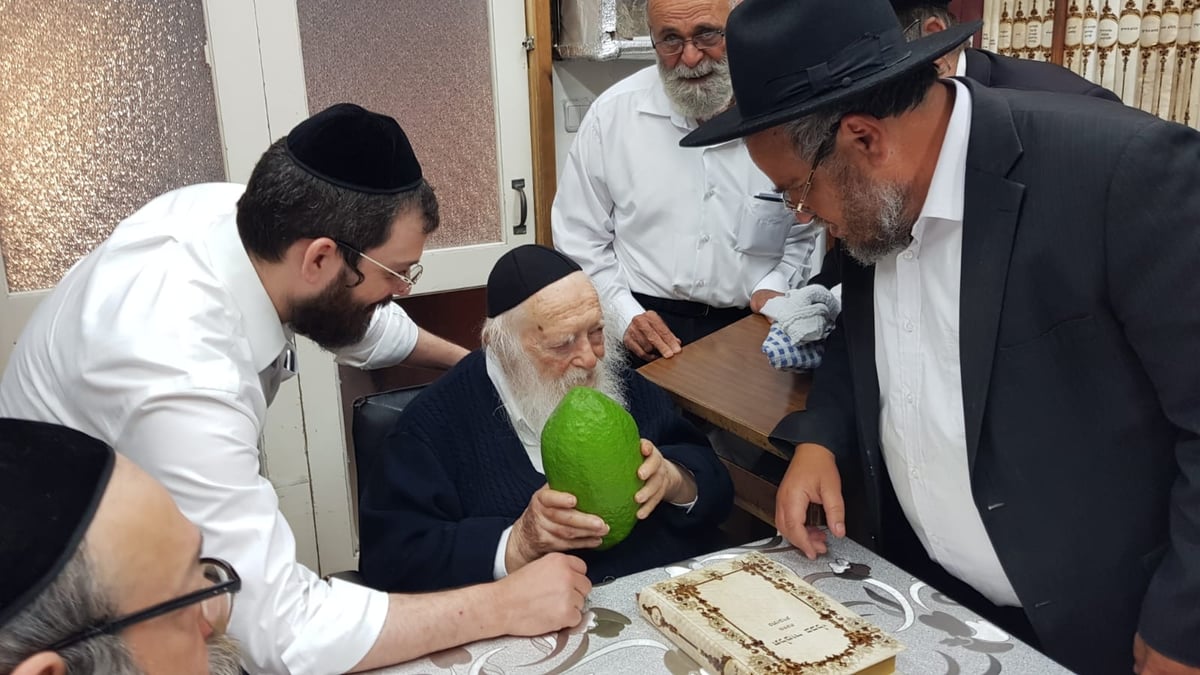 מתנה למרן לקראת ט"ו באב: אתרוג תימני ענק