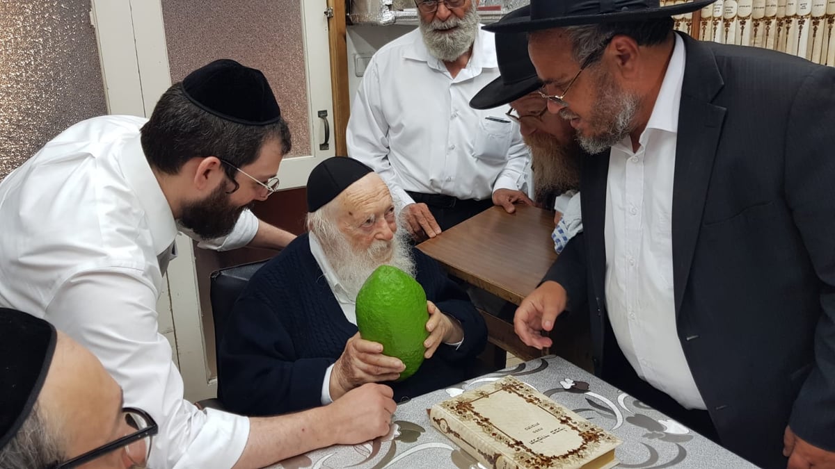 מתנה למרן לקראת ט"ו באב: אתרוג תימני ענק