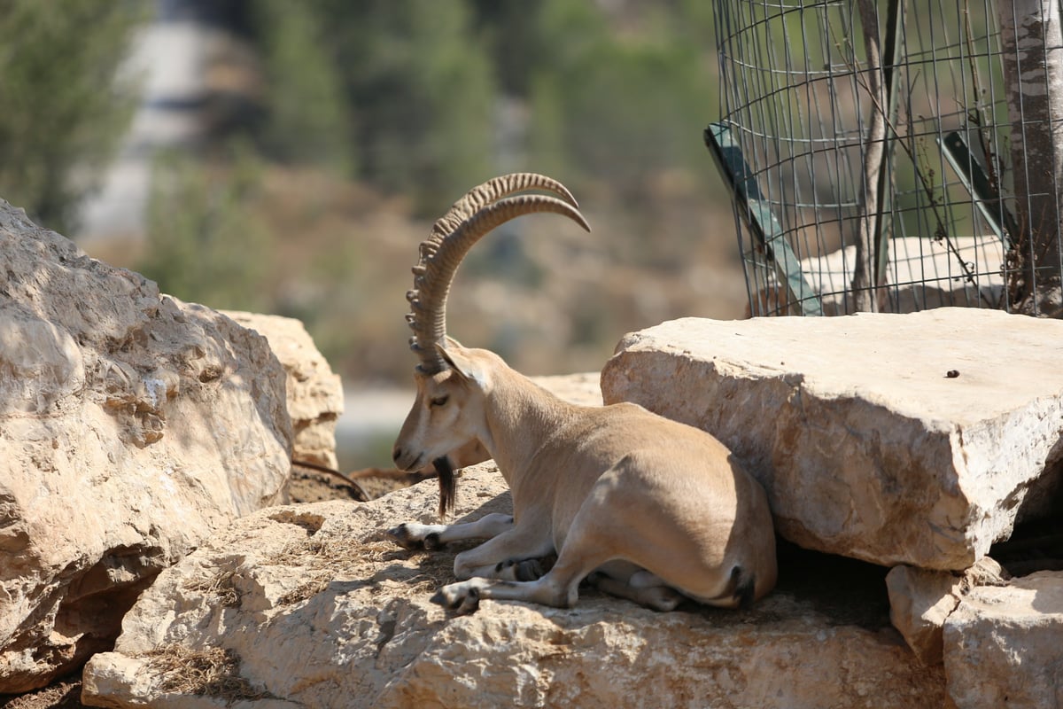 תיעוד מיוחד: ביקור בגן החיות בירושלים