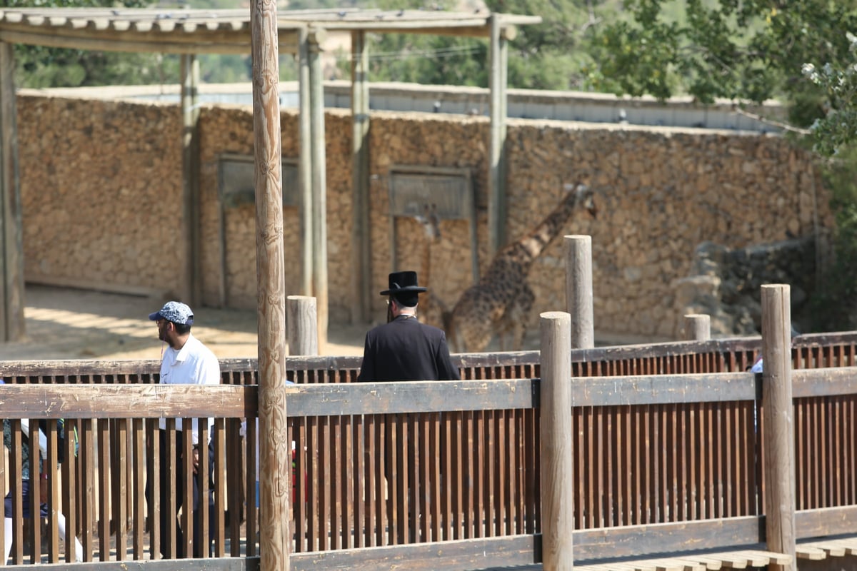 תיעוד מיוחד: ביקור בגן החיות בירושלים