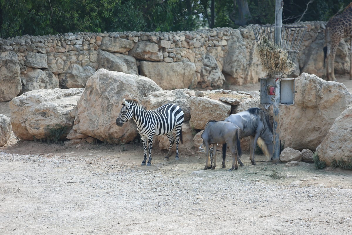 תיעוד מיוחד: ביקור בגן החיות בירושלים