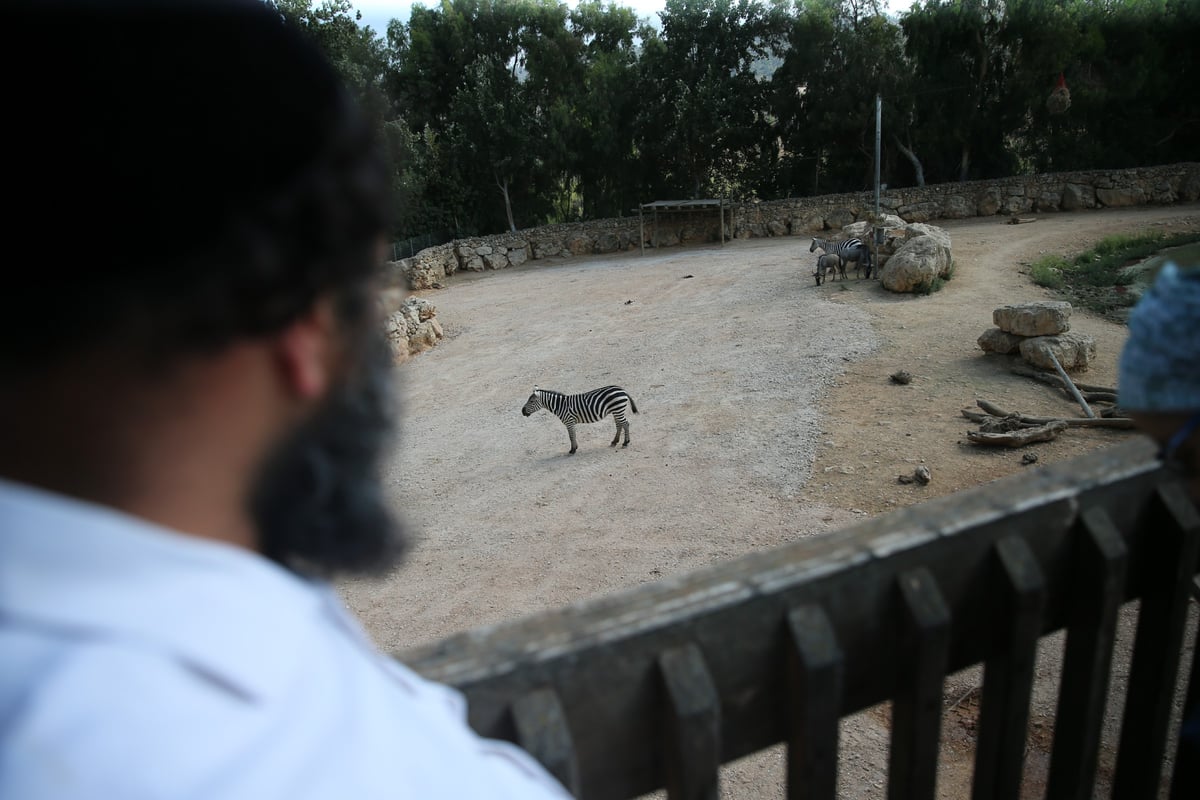 תיעוד מיוחד: ביקור בגן החיות בירושלים