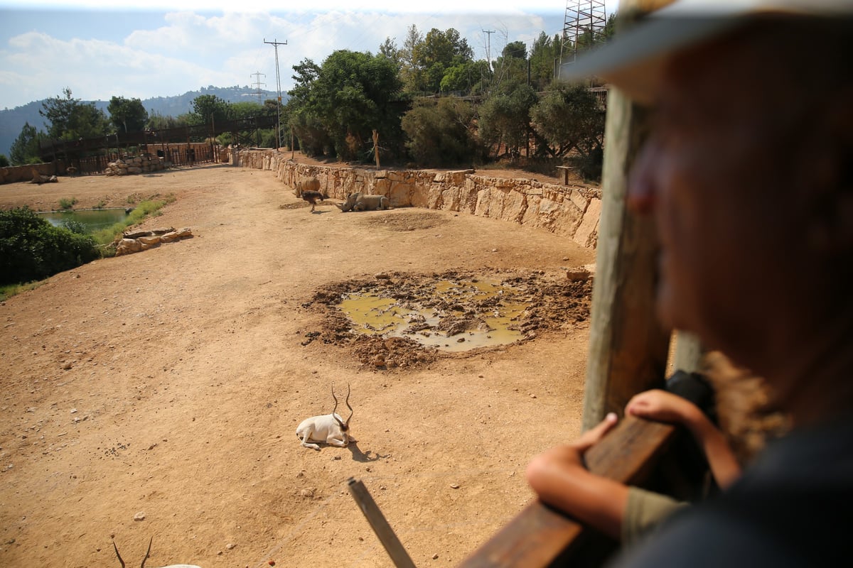 תיעוד מיוחד: ביקור בגן החיות בירושלים