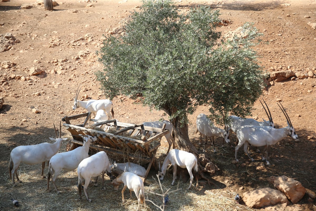 תיעוד מיוחד: ביקור בגן החיות בירושלים