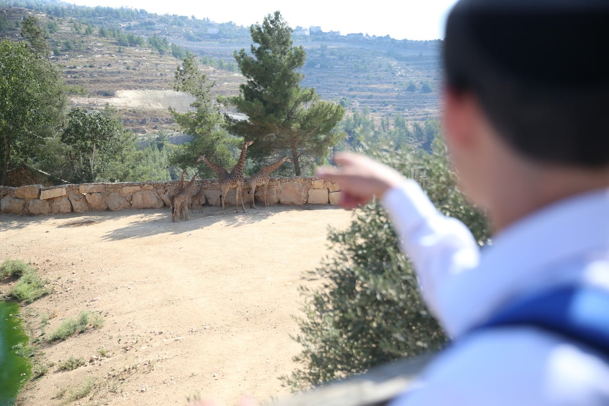 תיעוד מיוחד: ביקור בגן החיות בירושלים