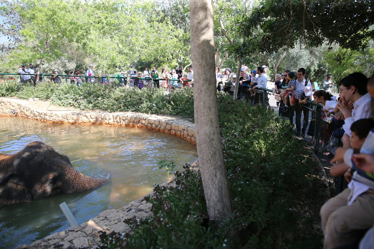 תיעוד מיוחד: ביקור בגן החיות בירושלים