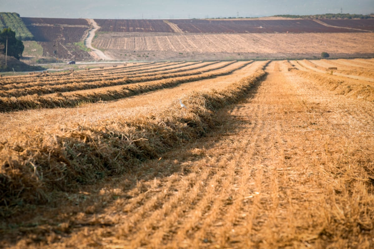 איסוף ערימות חציר במרכז הארץ • גלריה