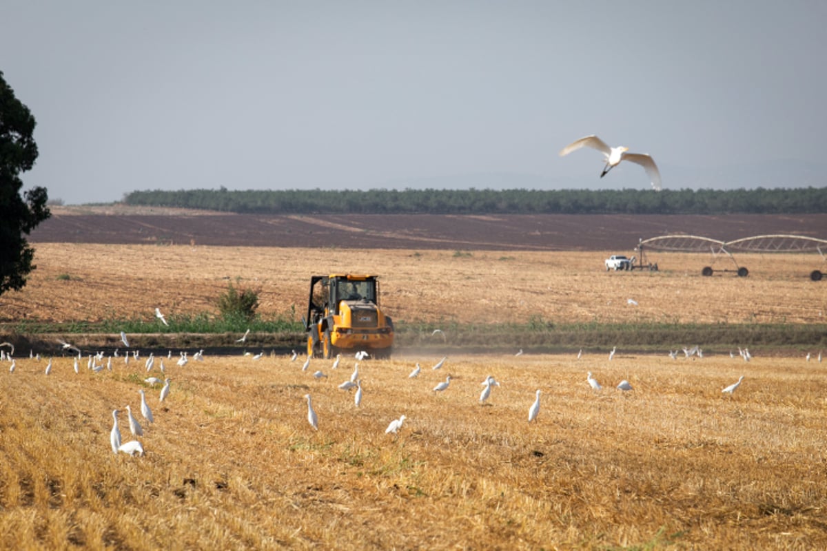 איסוף ערימות חציר במרכז הארץ • גלריה