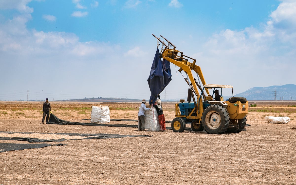 המכונה החדשה לפיצוח אבטיחים • תיעוד