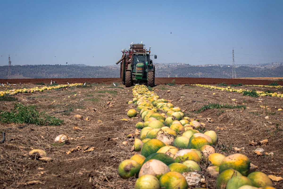 המכונה החדשה לפיצוח אבטיחים • תיעוד