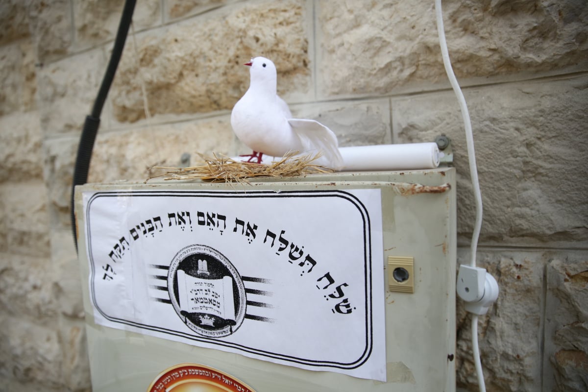 ילדי החמד נלקחו לקיים מצוות 'שילוח הקן' • תיעוד