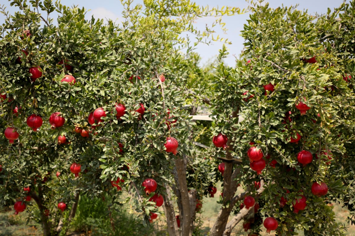 רימונים בכפר חריף