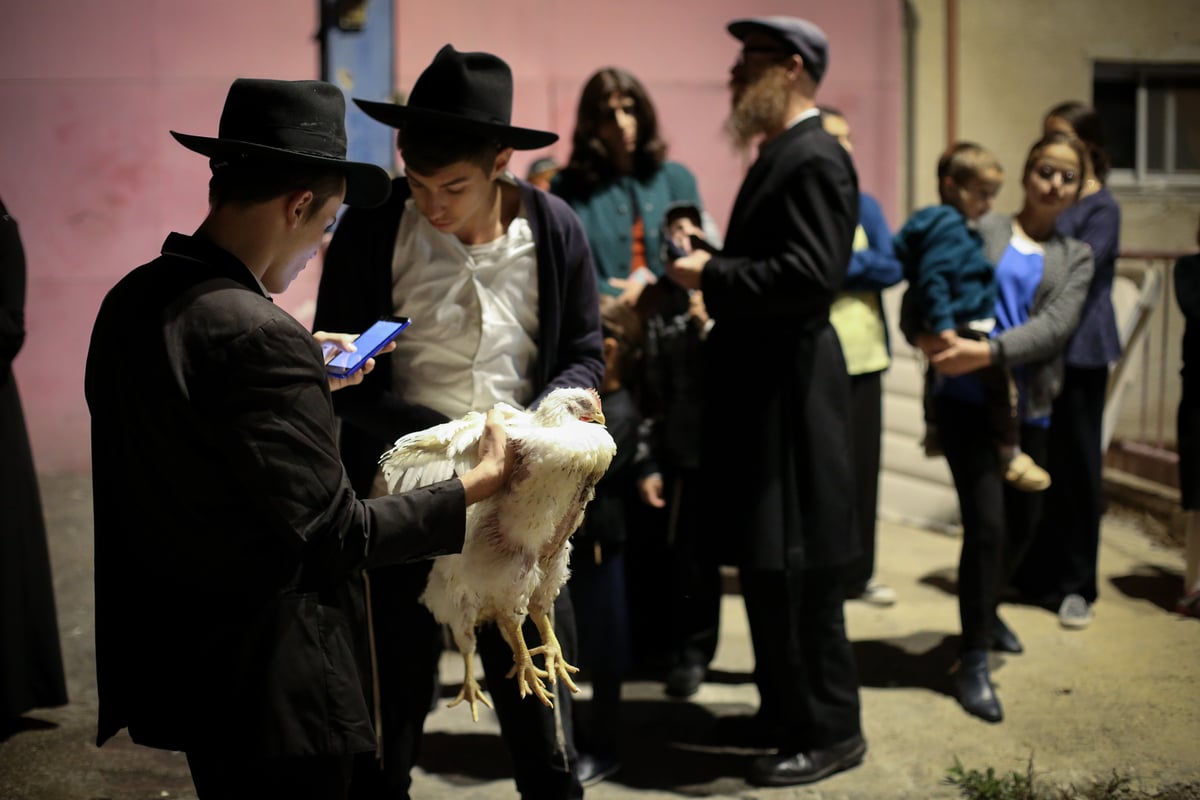 "זֶה הַתַּרְנְגוֹל יֵלֵךְ": צפו בכפרות בעיר צפת