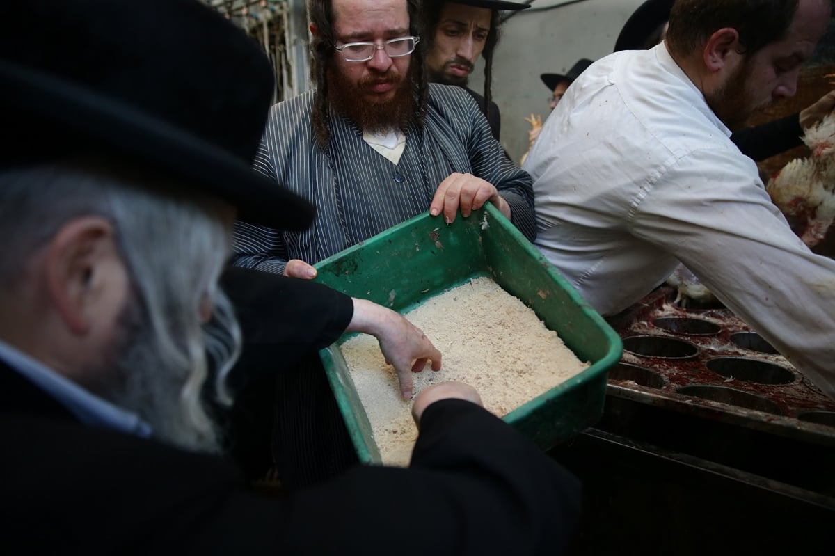 "על השחיטה": התרנגולים כיפרו - ונשחטו. צפו