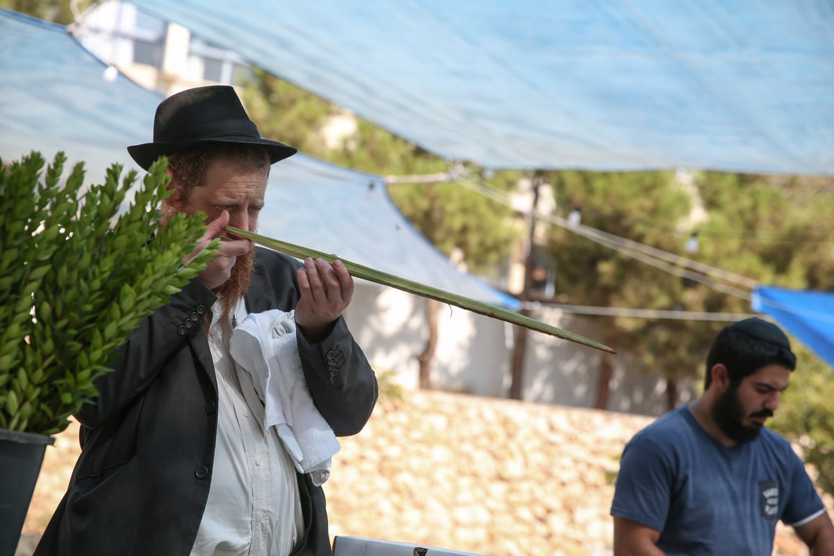 תיעוד מיוחד: שוק ארבעת המינים בצפת