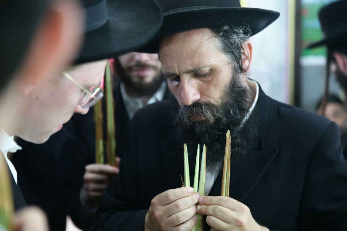 האברכים שכבר בחרו לולבים לסוכות. גלריה