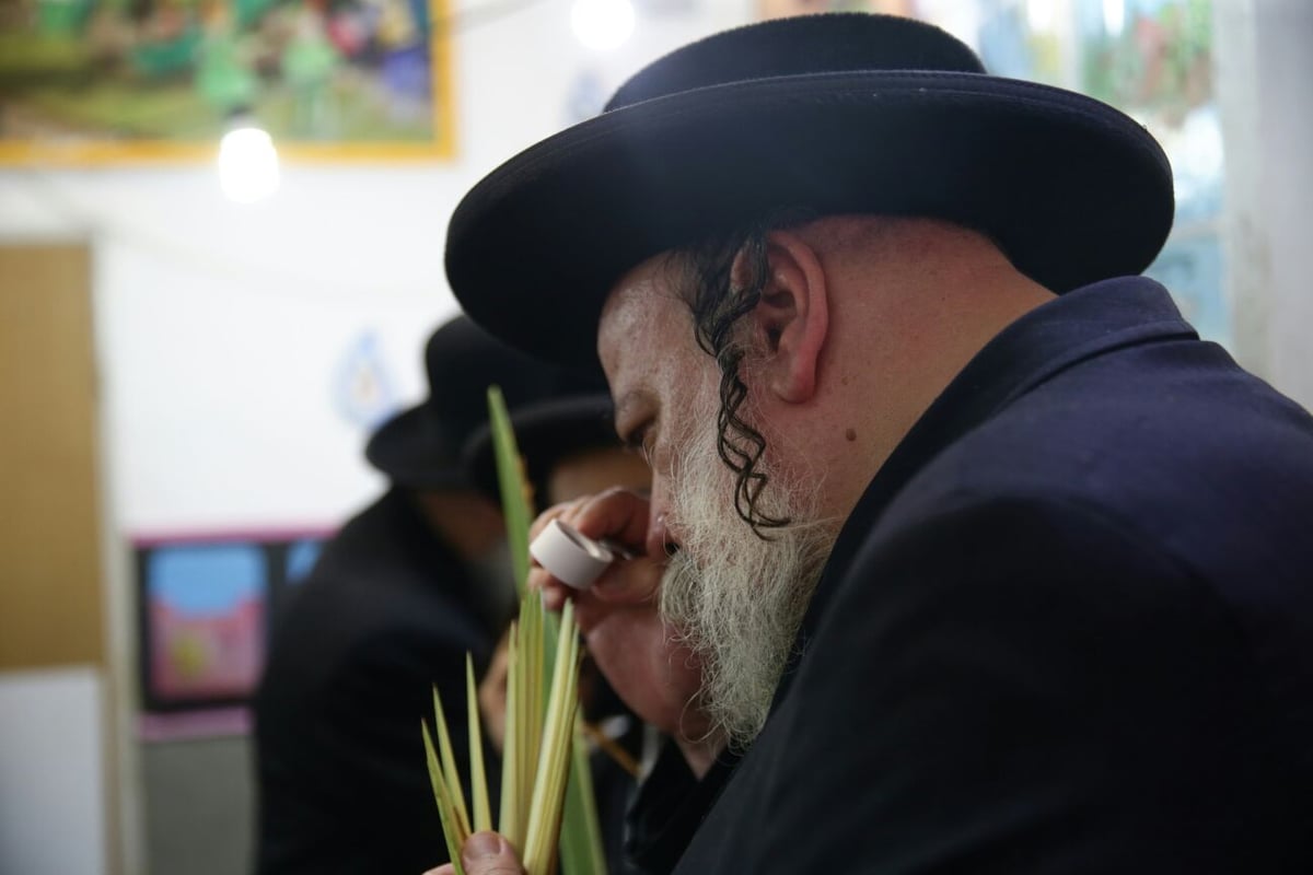 האברכים שכבר בחרו לולבים לסוכות. גלריה