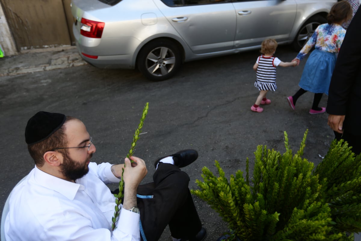 ד' מינים כבר יש לכם? גלריה מהשוק הסואן