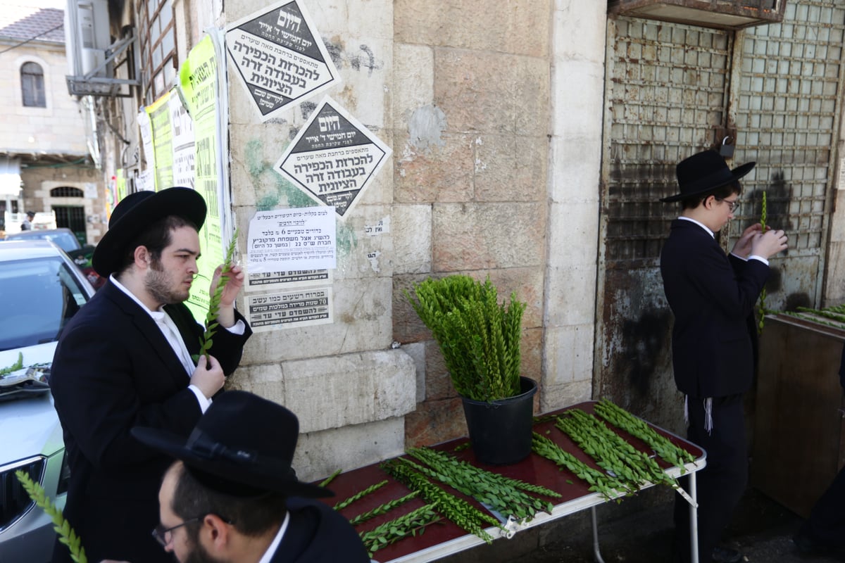 ד' מינים כבר יש לכם? גלריה מהשוק הסואן